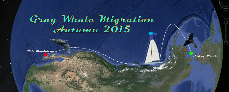 whale route Sperm migration